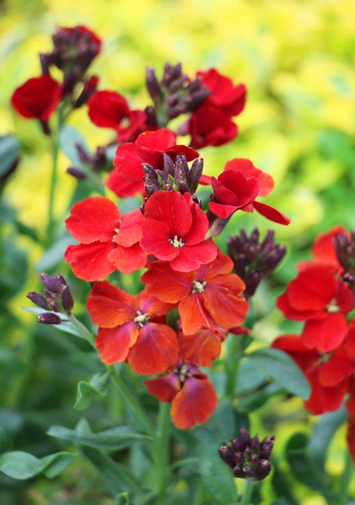 Cheiranthus cheiri | Erysimum cheiri | Wallflower