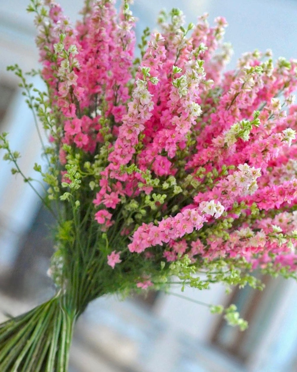 Delphinium consolida | Larkspur | Elegant Annual for Cut Flowers and Cottage Gardens