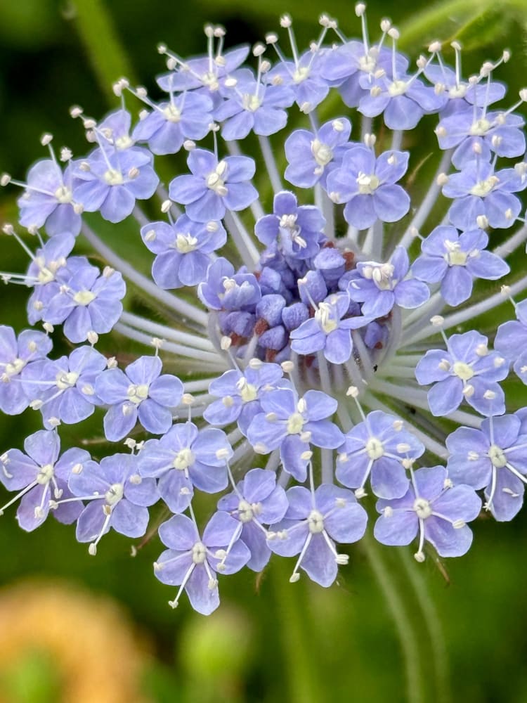 DIDISCUS caeruleus | Blue Lace Flower - therapyofflowers.com