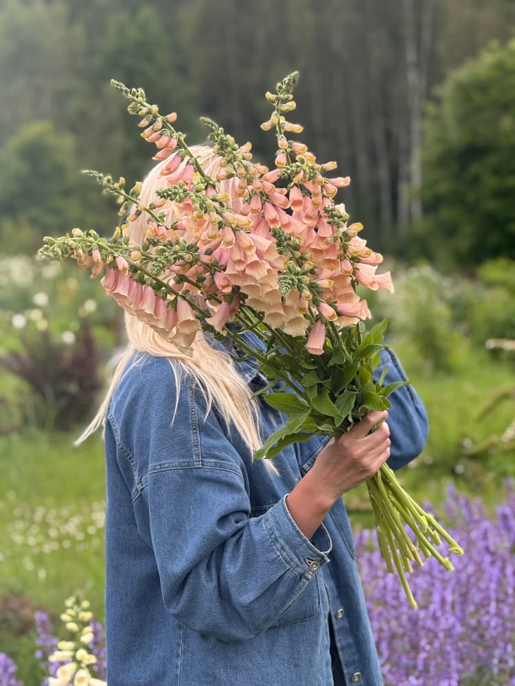 その他 flower Fruit Punch® 'Cherry Vanilla' - Pinks - Dianthus hybrid | Proven