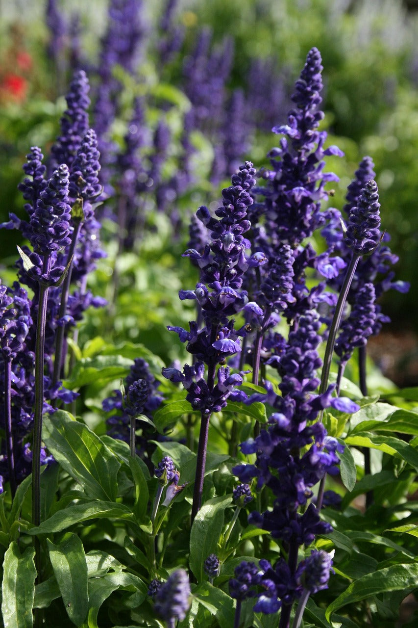 Salvia splendens | Salvia farinacea seed colletion