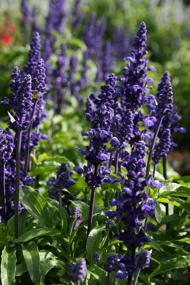 Salvia splendens | Salvia farinacea seed colletion