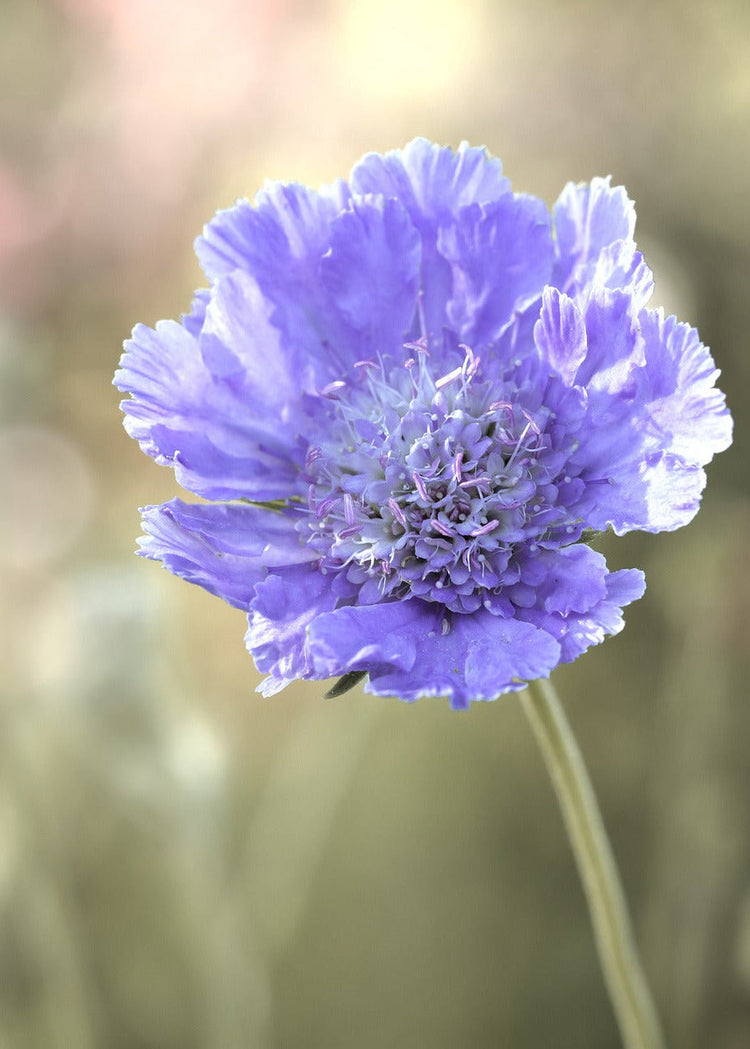 Scabiosa caucasica Fama® | Pincushion Flower | Seed Collection