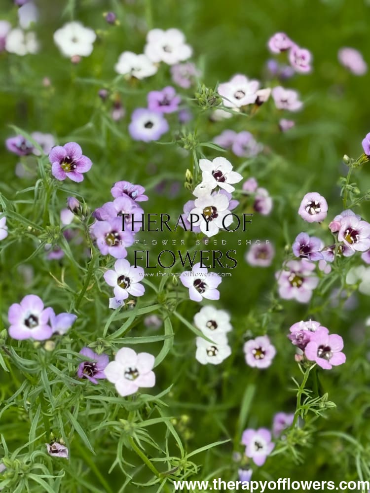 G – Flower Seeds