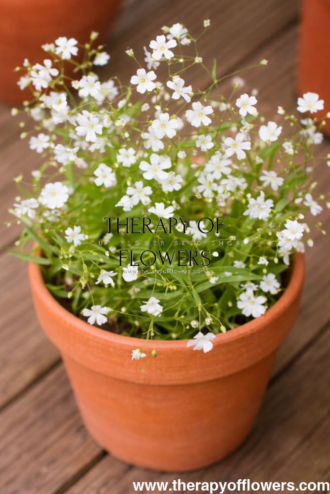 Gypsophila elegans | Baby's Breath