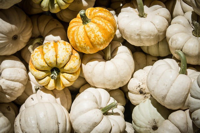 Specialty Pumpkins Seeds