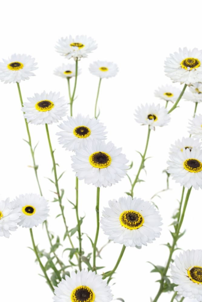 Helipterum roseum | Everlasting Pierrot