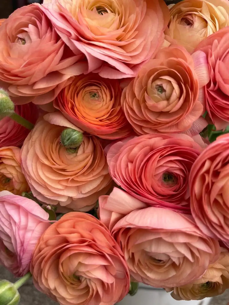 Italian Ranunculus Milka Gorgeous Italian Ranunculus Flowers – therapyofflowers.com