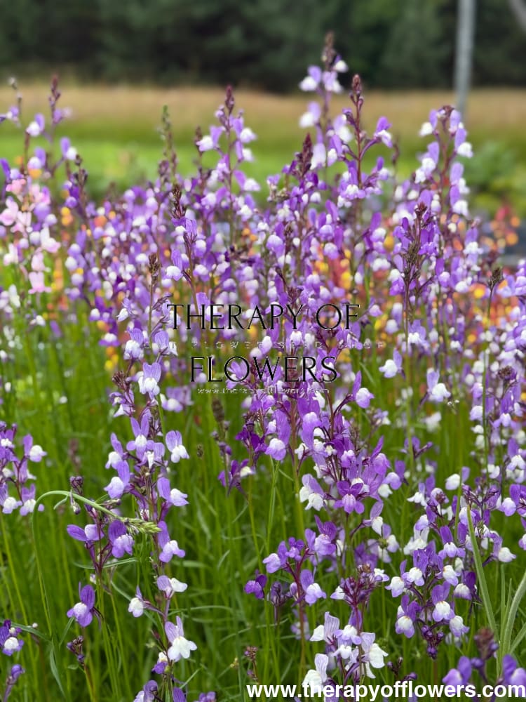 Linaria maroccana Licilia - therapyofflowers.com