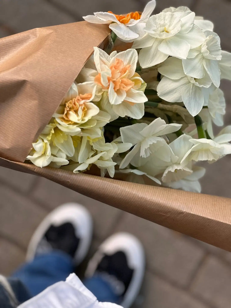Narcissus | Daffodils: Timeless Elegance for Your Spring