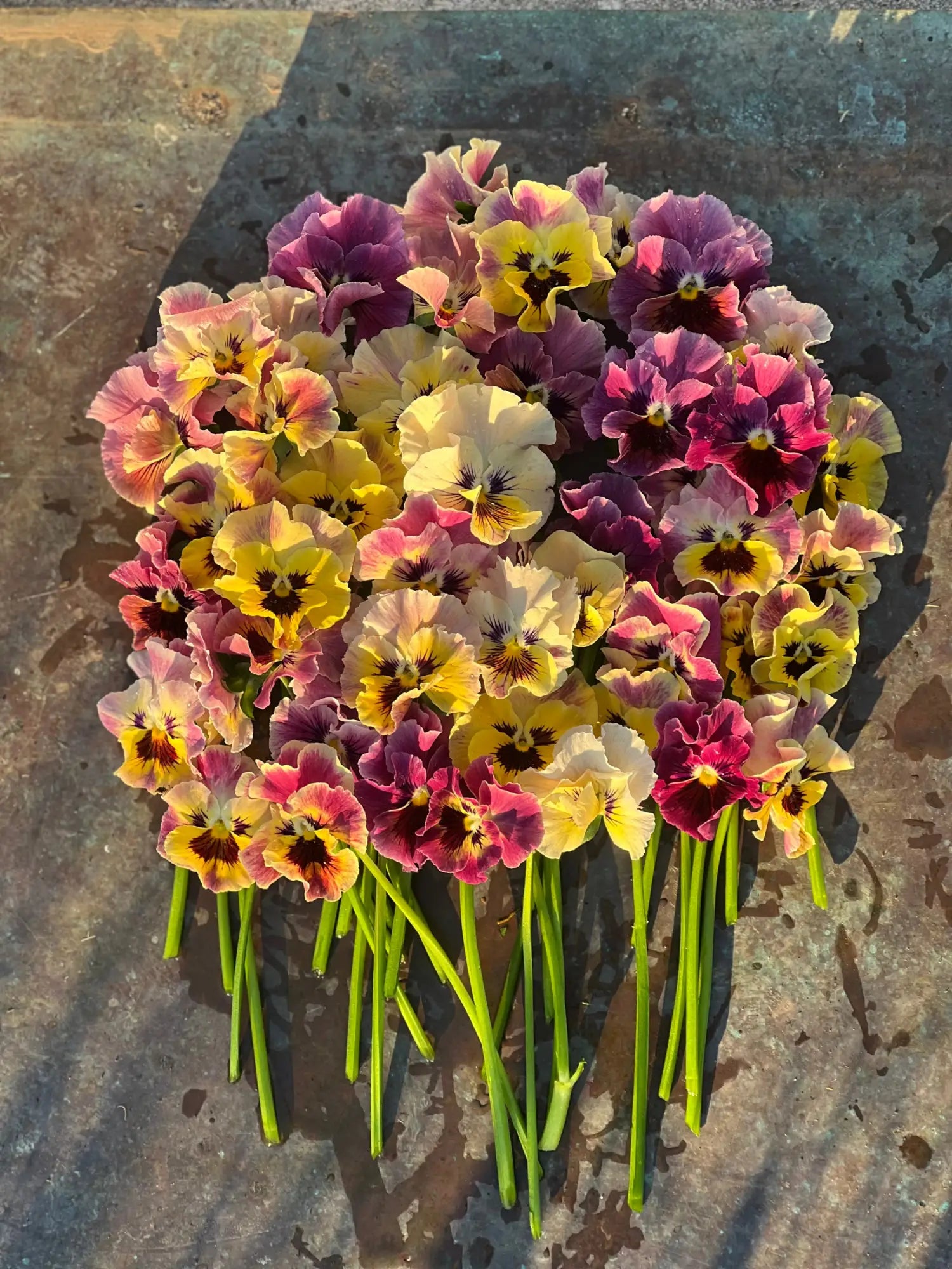 Pansy & Viola Seeds | Viola x wittrockiana & Viola cornuta