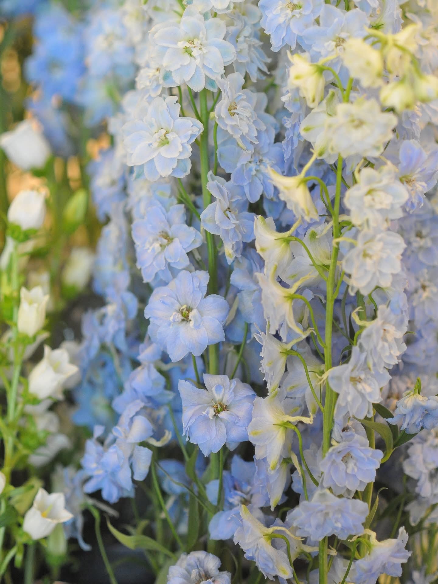 New Flower Seeds for 2026 | Fresh Colors, Rare Varieties & Inspiring Blooms