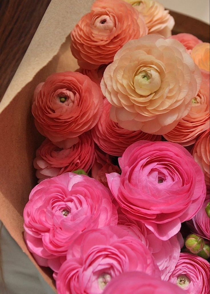 French Ranunculus Collection – Pauline & Amandine Series