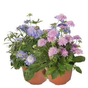Scabiosa japonica | Pincushion Flower