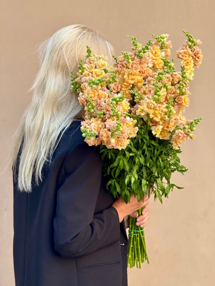 Snapdragon Snapstar | Antirrhinum Majus