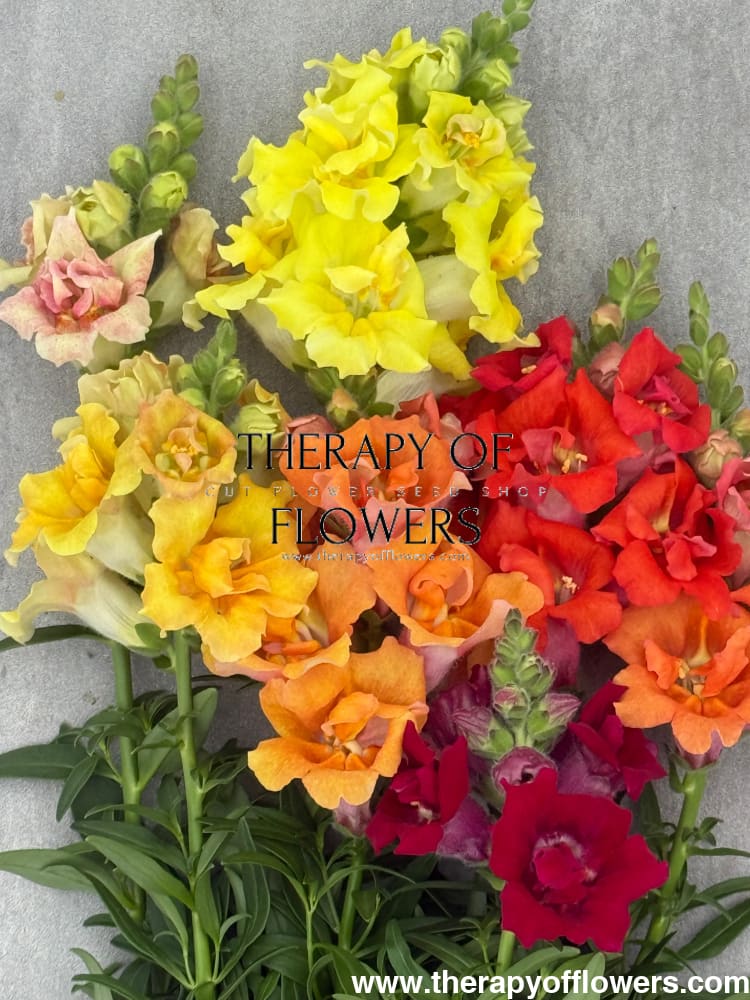 Pelleted Flower Seeds | Easier Sowing, Less Waste