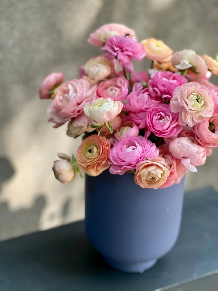 Anemone Ranunculus Spring Planted Bulbs – Anemones & Ranunculus | Premium Corms for Cut ...
