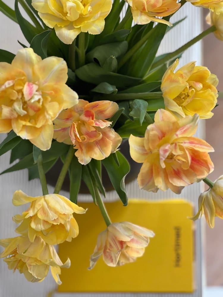 Early Tulips - therapyofflowers.com