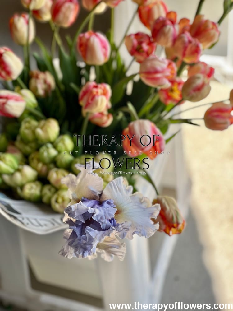 Tulips - therapyofflowers.com