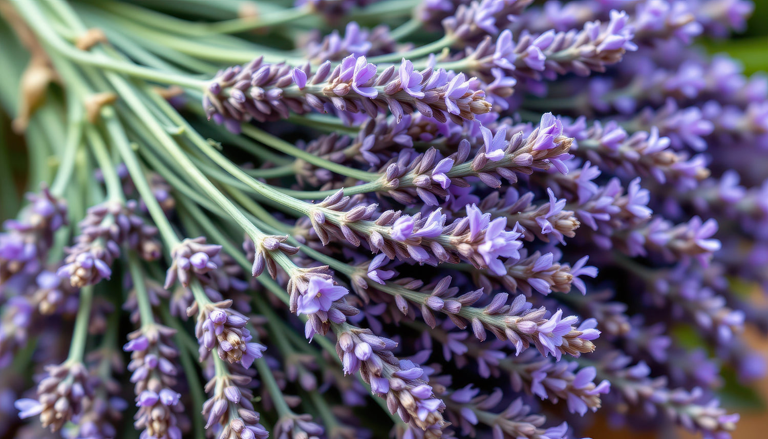 Lavandula angustifolia | English lavender