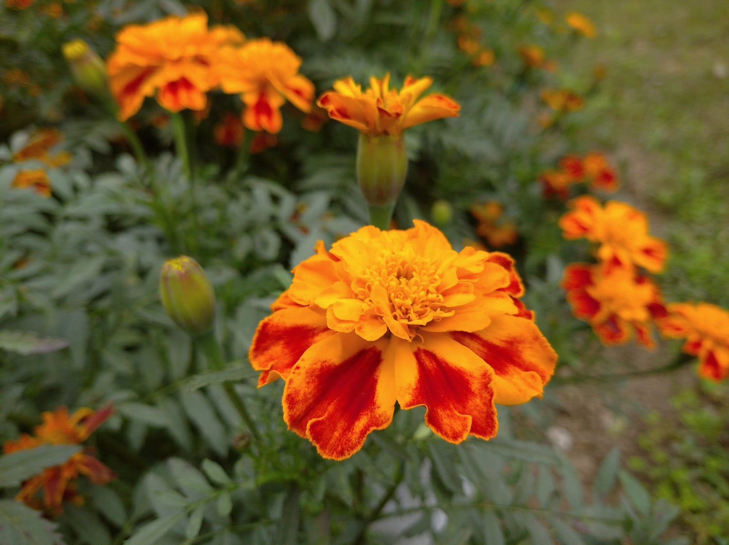 Tagetes patula | French Marigold Seeds - therapyofflowers.com