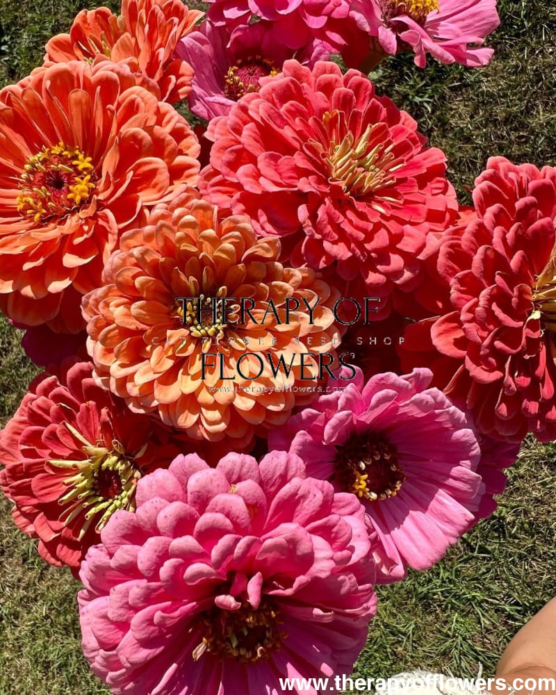 Zinnia elegans Benary’s Giant