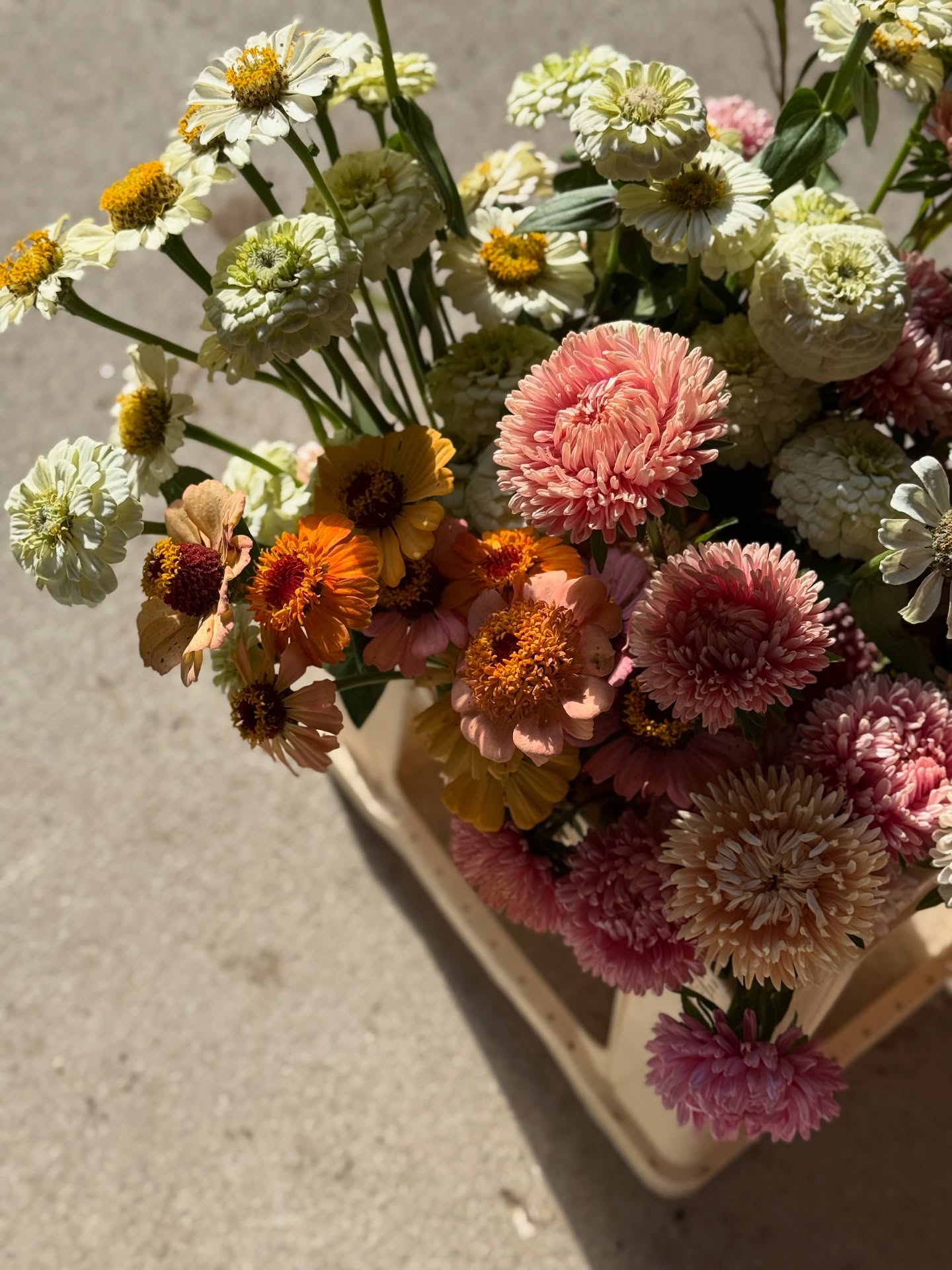 10 g Growers’ Packs – Flower Seeds | Special Offers