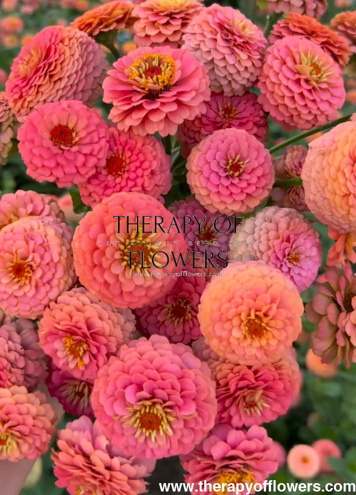 Zinnia elegans Lilliput