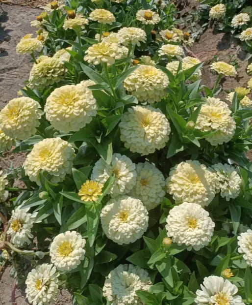 Zinnia elegans Rosetta