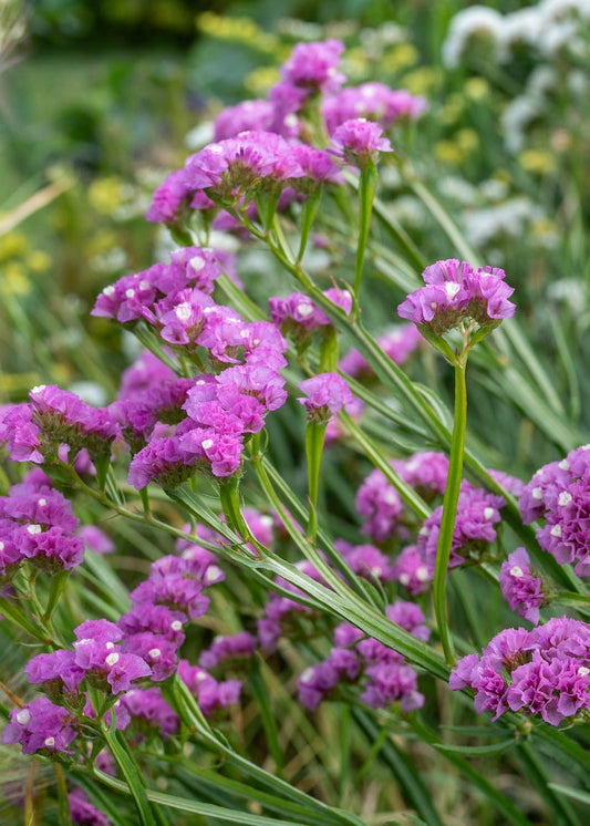 Jomotā limonija Hipster™ Rose | Limonium sinuatum