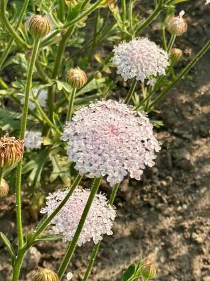 Trachymène Lace Pink | Trachymene coerulea