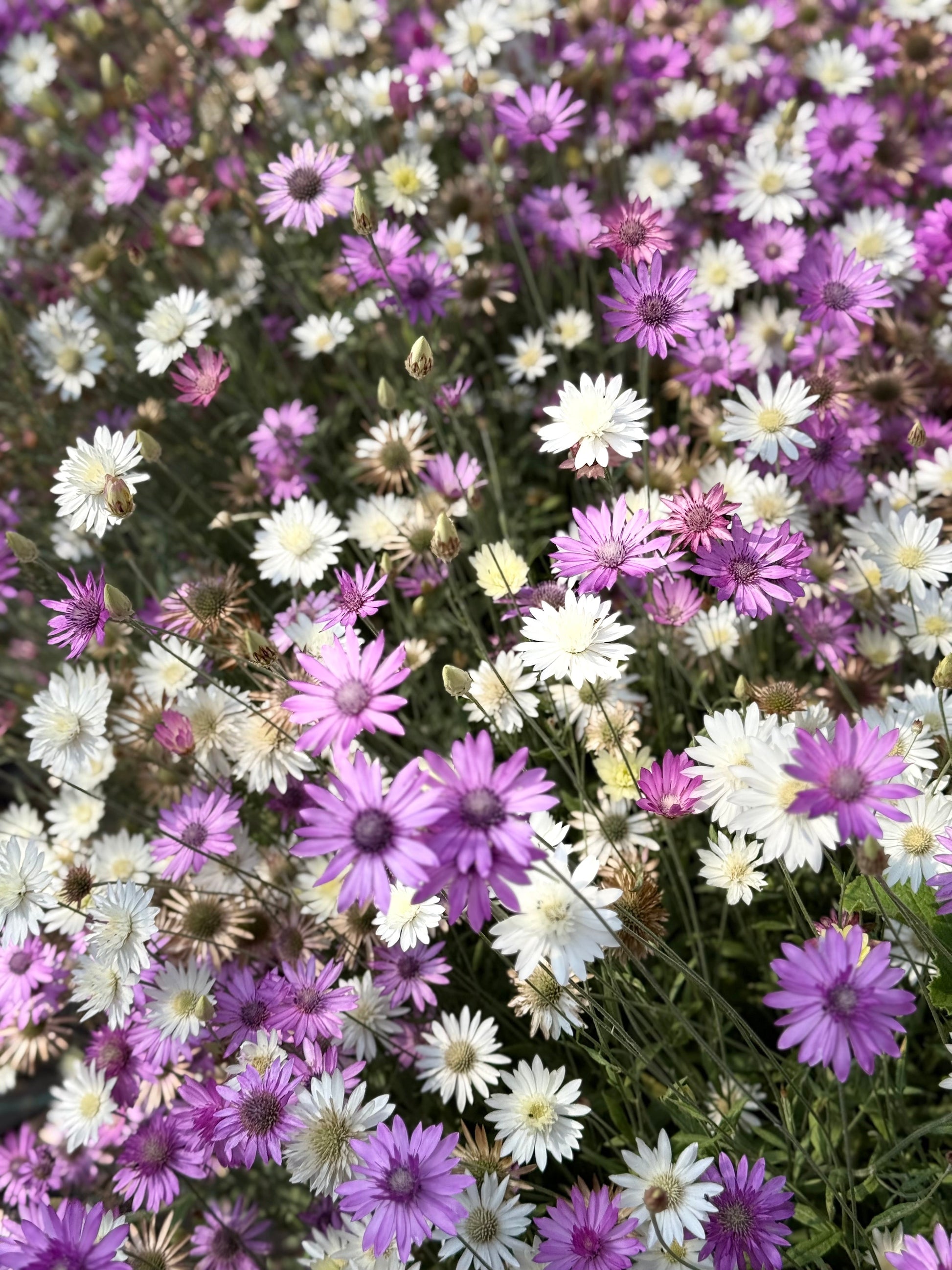 Xeranthemum annuum double Choice Mix | Everlasting Strawflower therapyofflowers.com