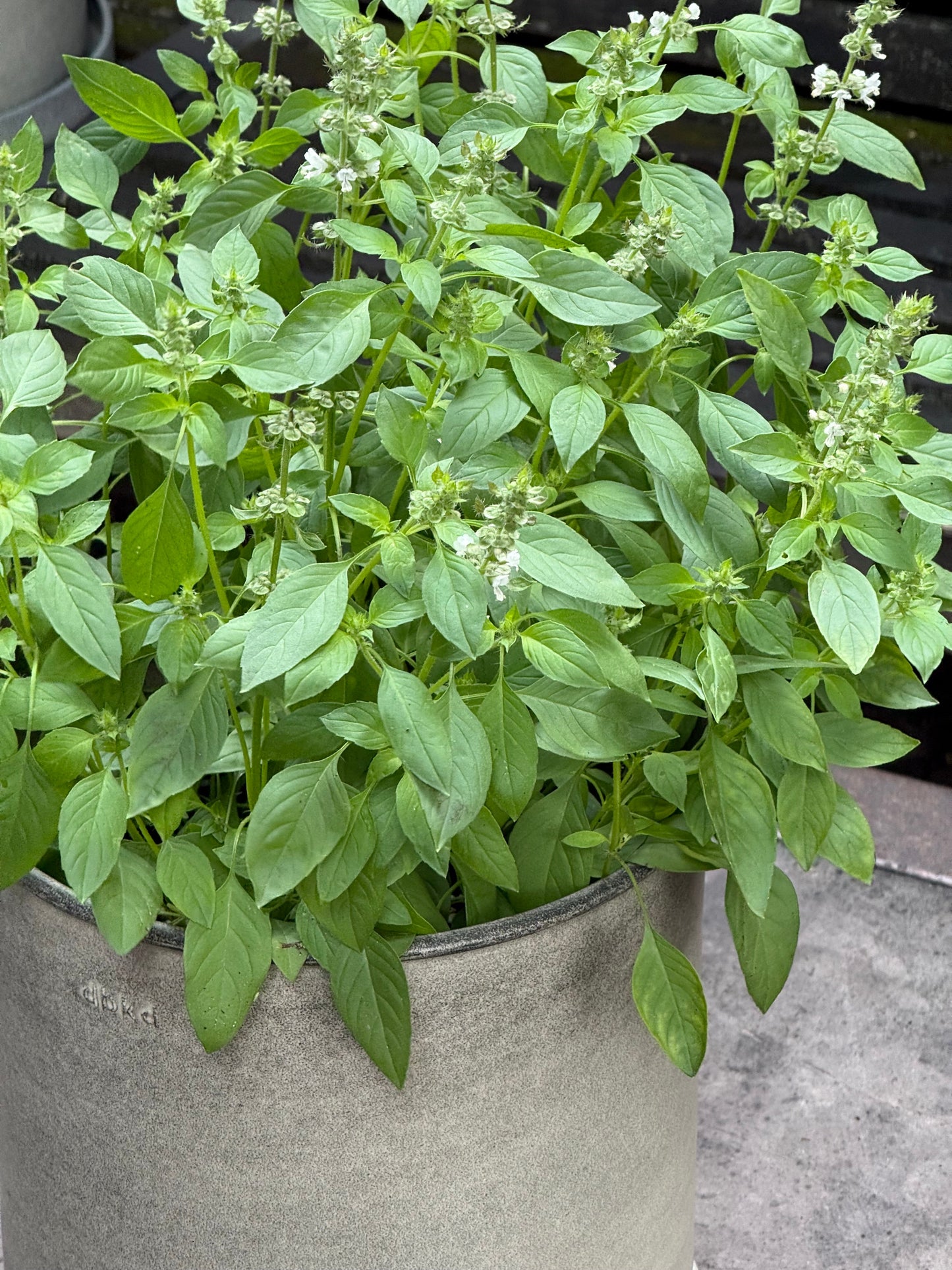 Lemon basil | Ocimum canum | Wild Basil therapyofflowers.com