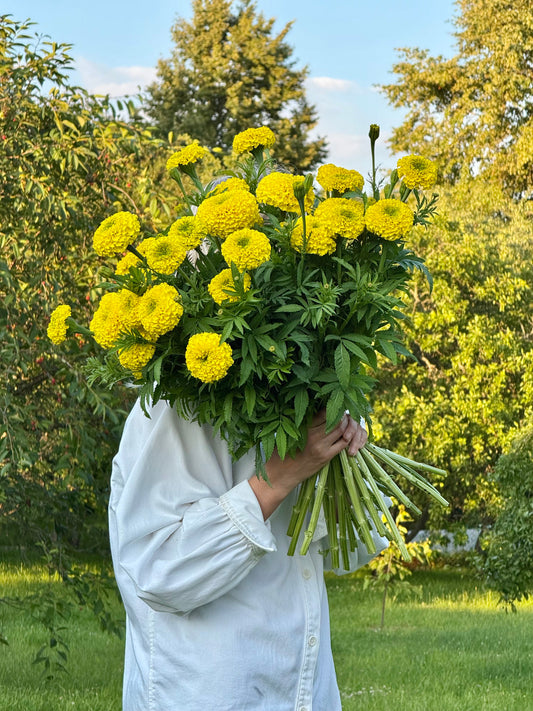 Tagetes erecta Coco™ Yellow F1 | African Marigold | Cut Flower therapyofflowers.com