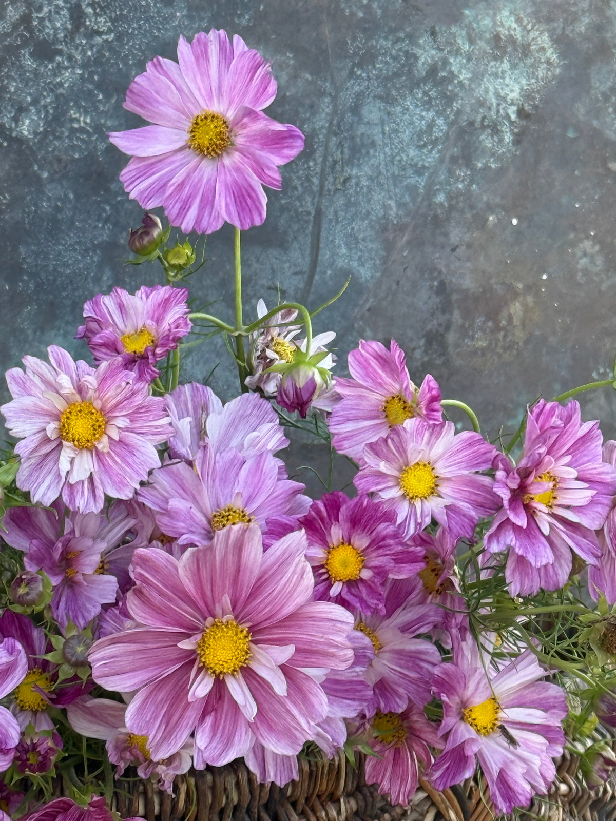 Cosmos bipinnatus Rosetta | For Arranging and Wedding work therapyofflowers.com
