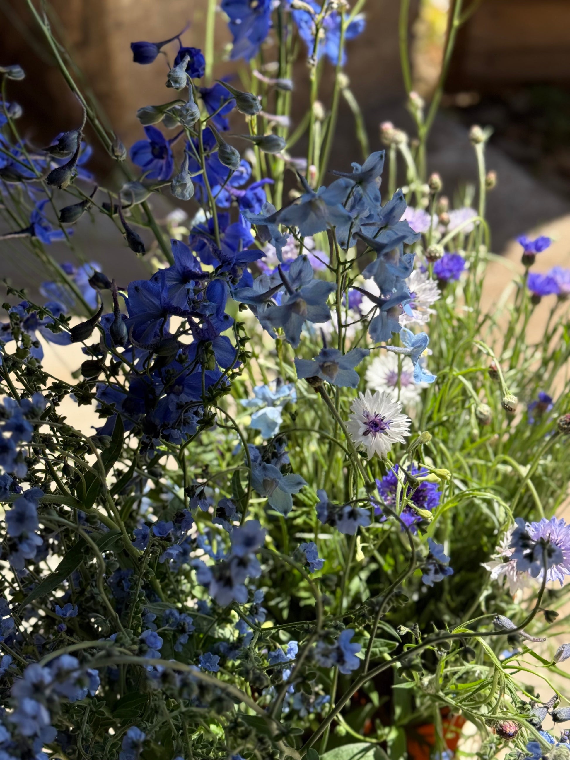 Centaurea cyanus Classic Fantastic | Cornflower therapyofflowers.com