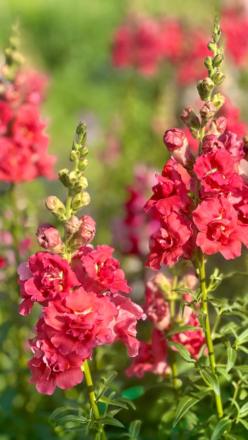 Snapdragon Madame Butterfly™ Cherry Bronze | Group 3,4 | Antirrhinum majus