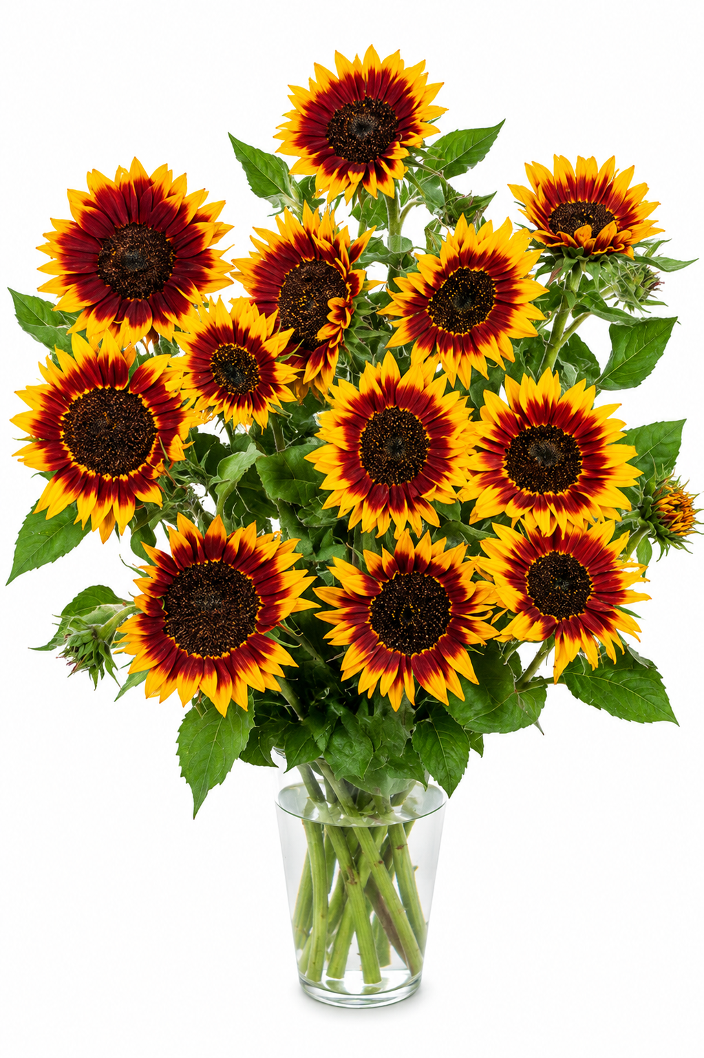 Helianthus annuus Ring of Fire | Sunflower therapyofflowers.com