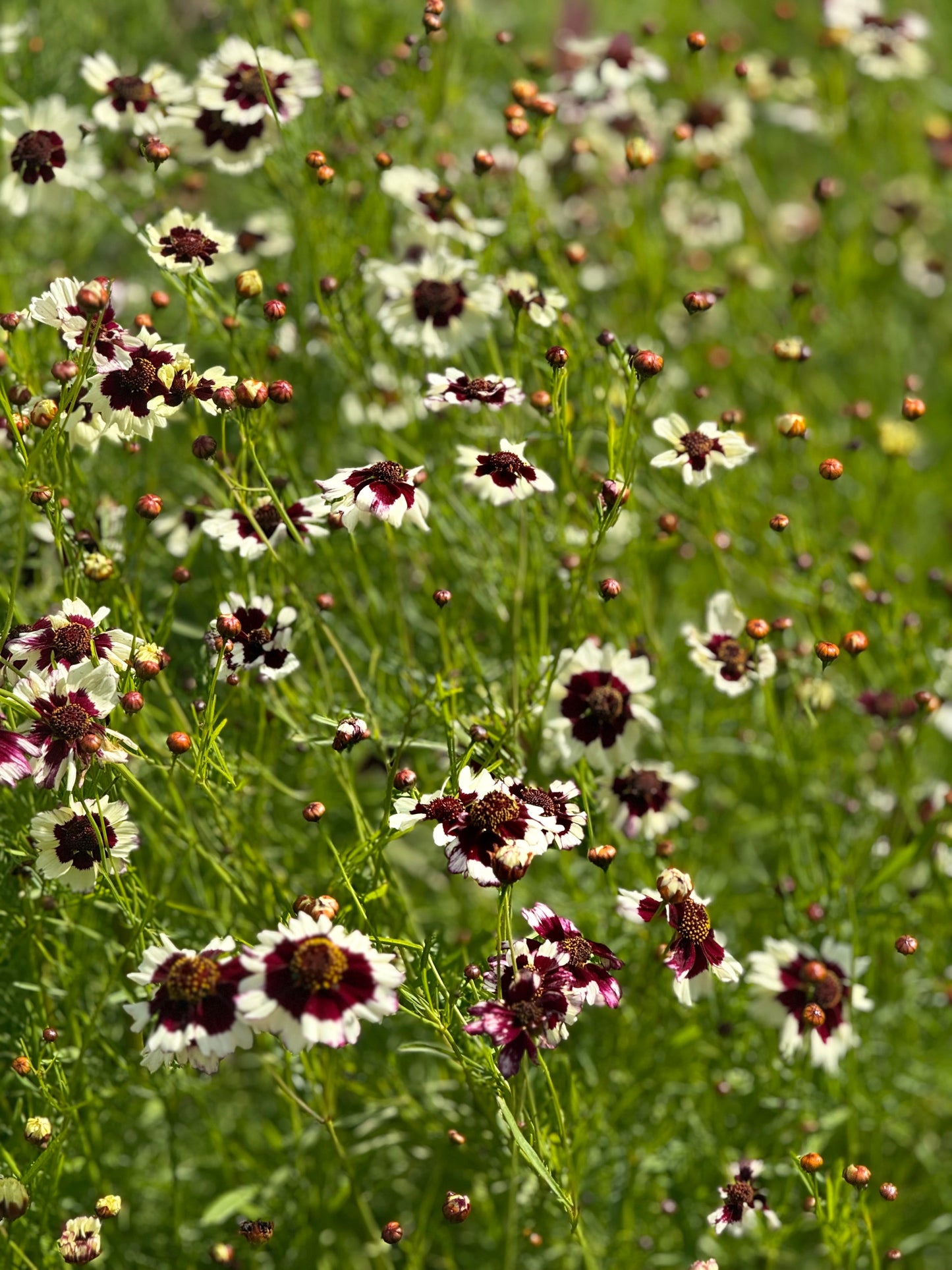 Coreopsis x hybrida Incredible! Swirl | Tickseed therapyofflowers.com