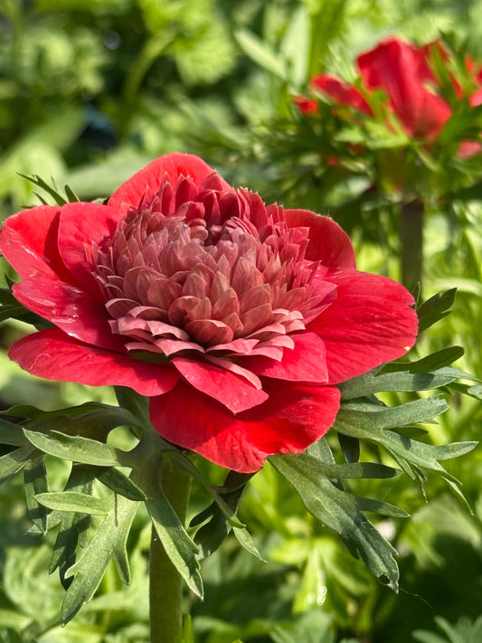 Anemone Levante® ROSSO | Italian Anemone | Corm size: 4/5 therapyofflowers.com