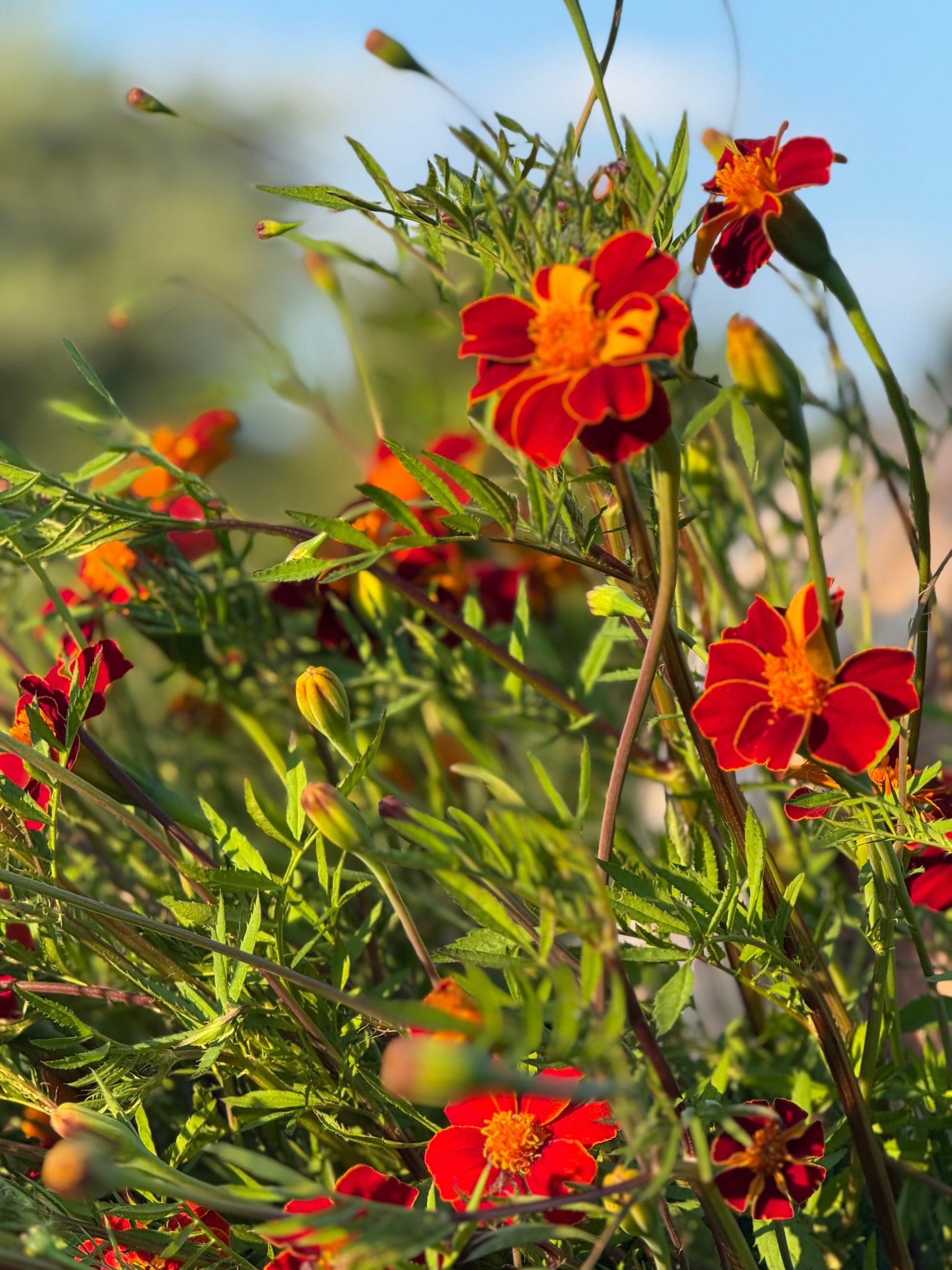 Tagetes patula Linnaeus Burning Embers | French Marigold | Height - 70 cm therapyofflowers.com