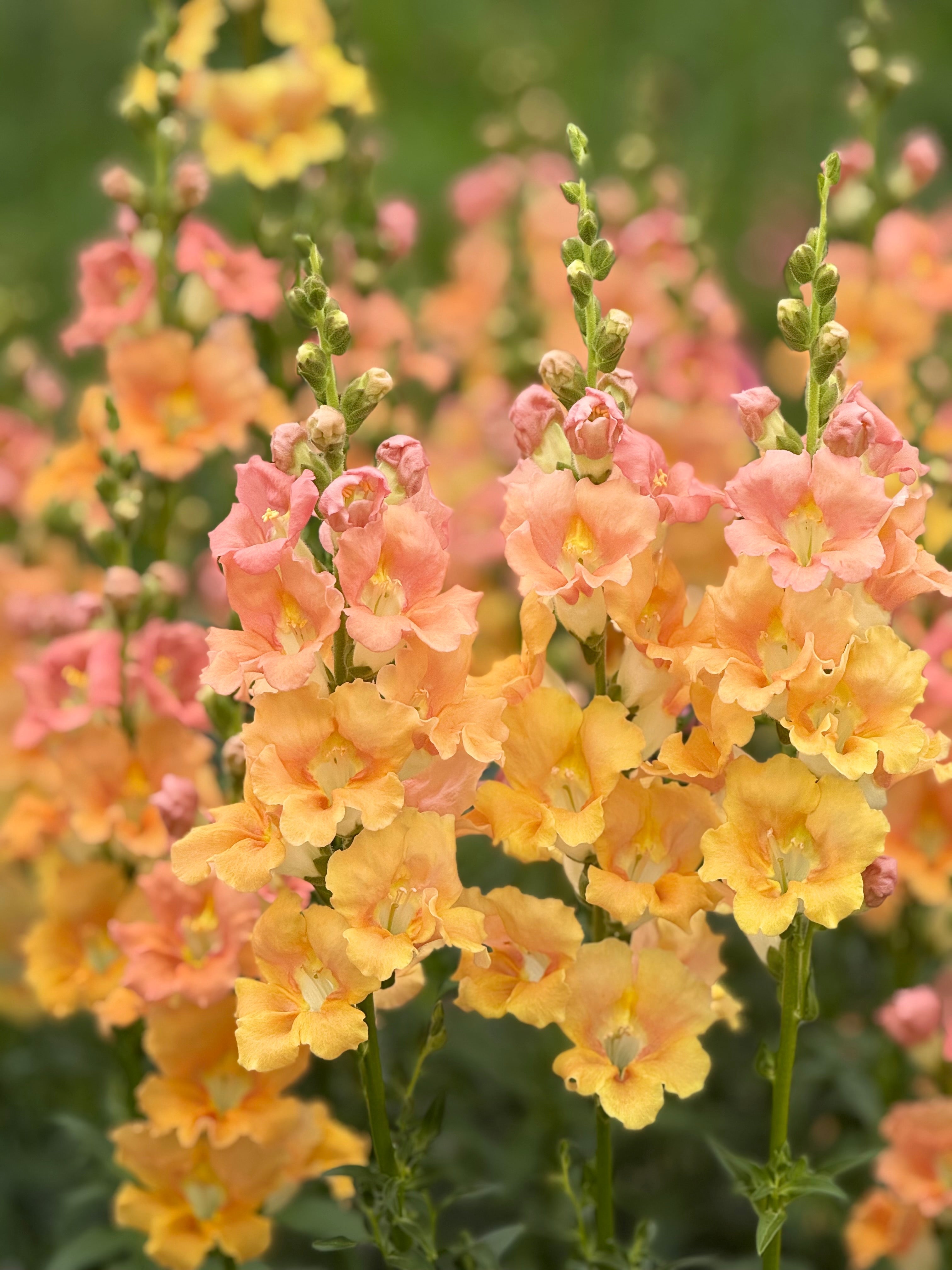 Snapdragon ‘Chantilly™ Salmon’ F1 | Group 1, 2 | Antirrhinum majus | Butterfly-Type therapyofflowers.com