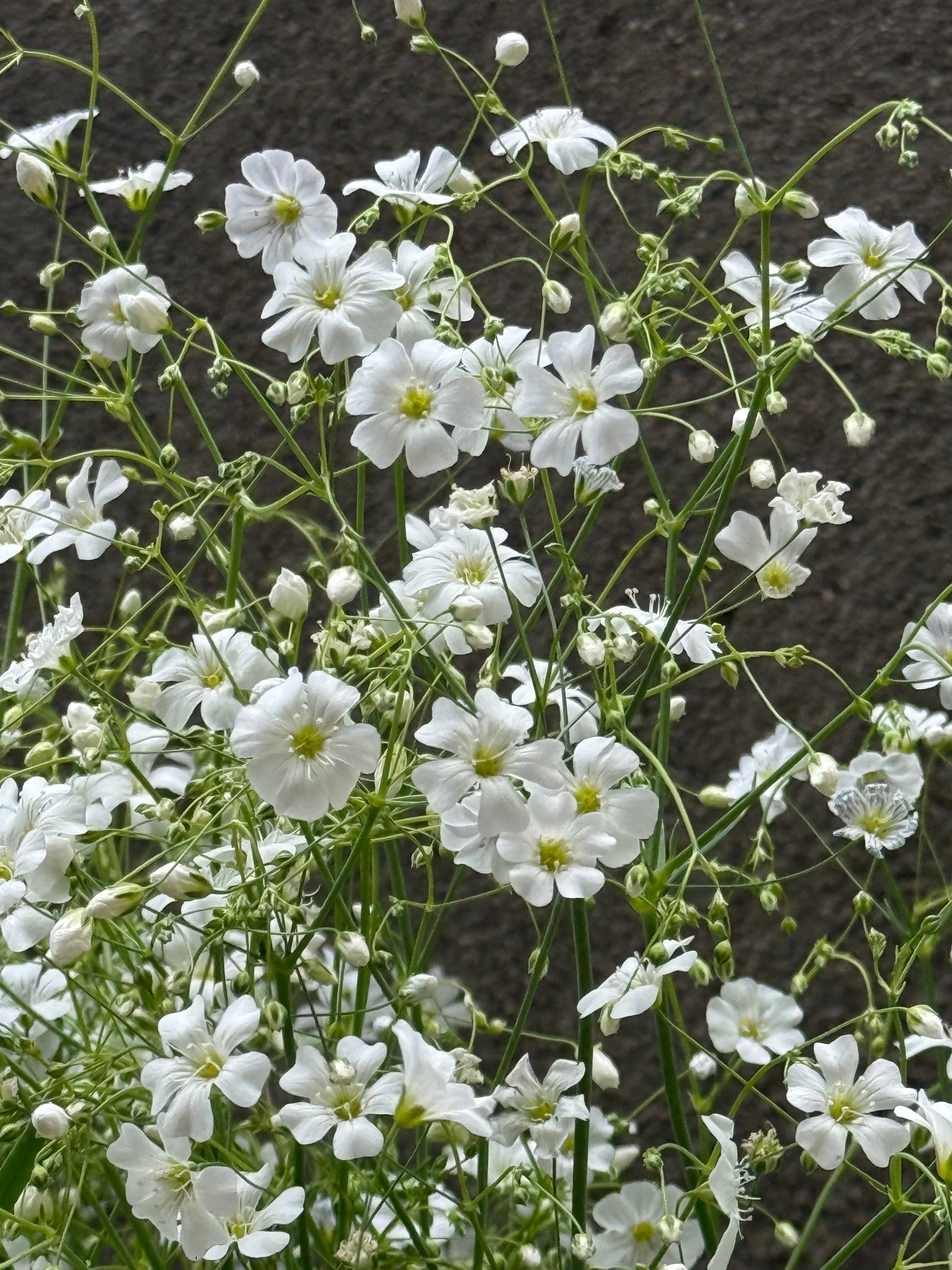 Gypsophila elegans Covent Garden | Annual Baby’s Breath therapyofflowers.com