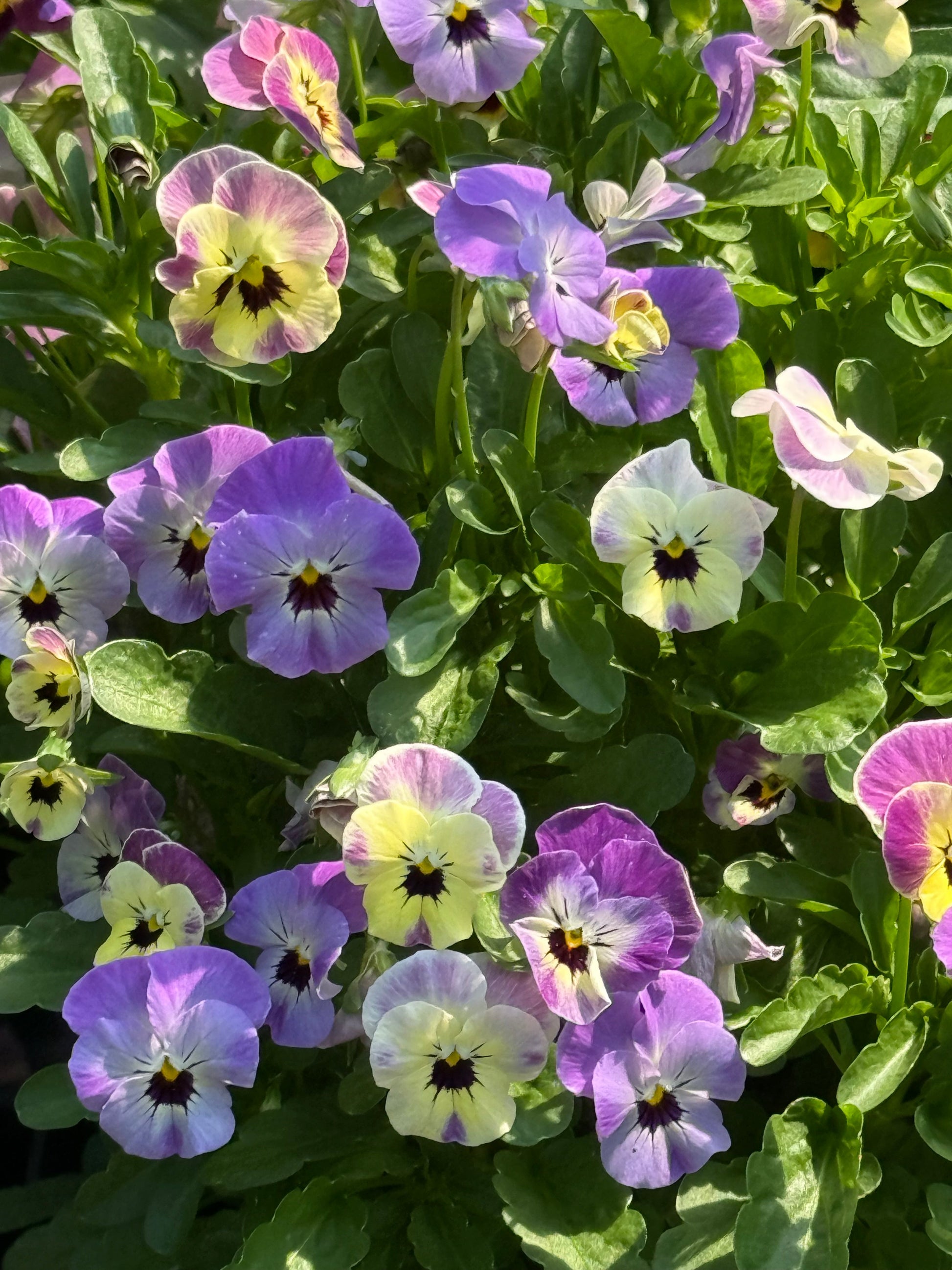 Viola cornuta Antique Laeta F1 | Horned Pansy therapyofflowers.com