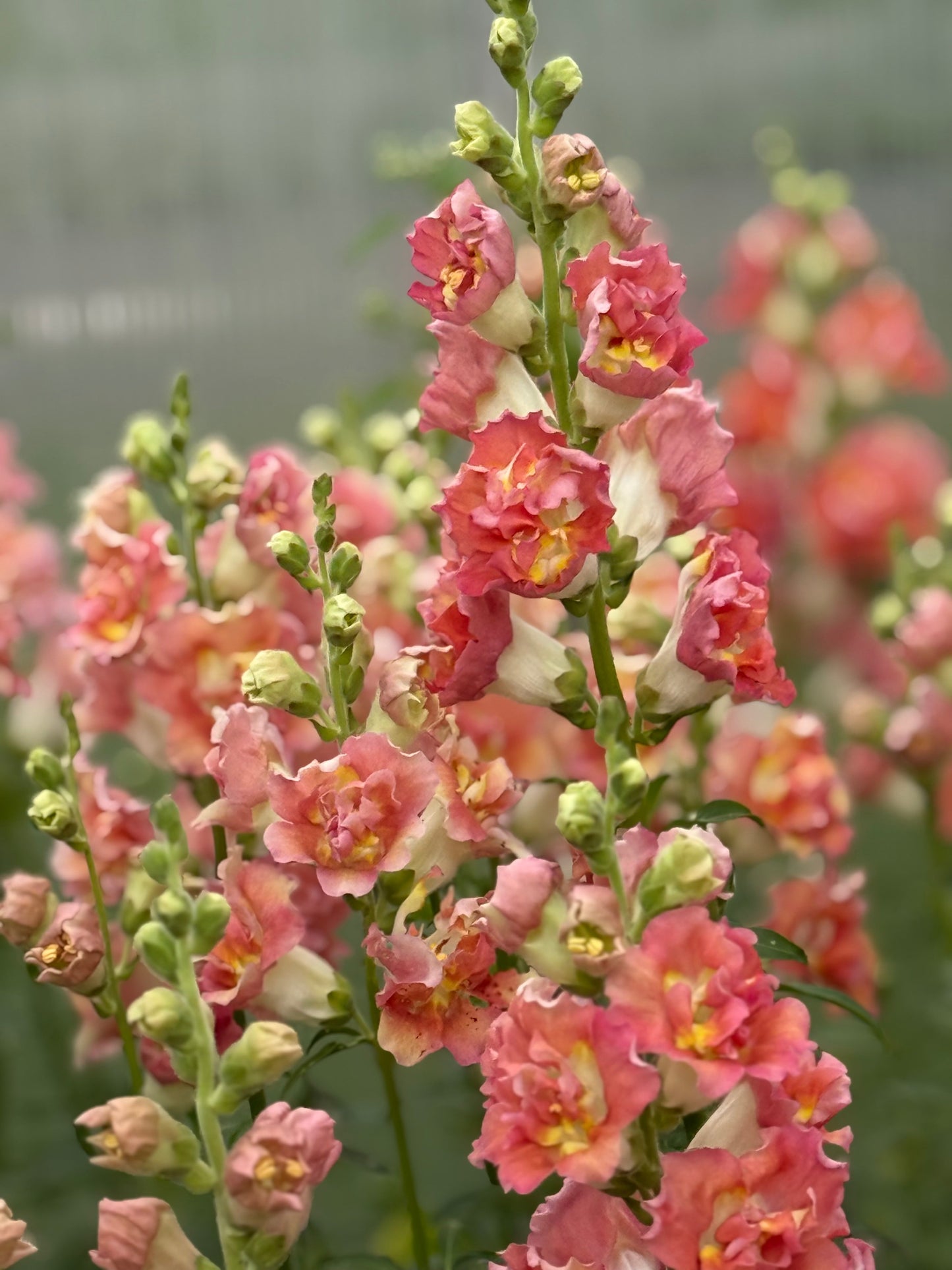 Snapdragon Madame Butterfly™ Bronze/White | Group 3,4 | Antirrhinum majus therapyofflowers.com