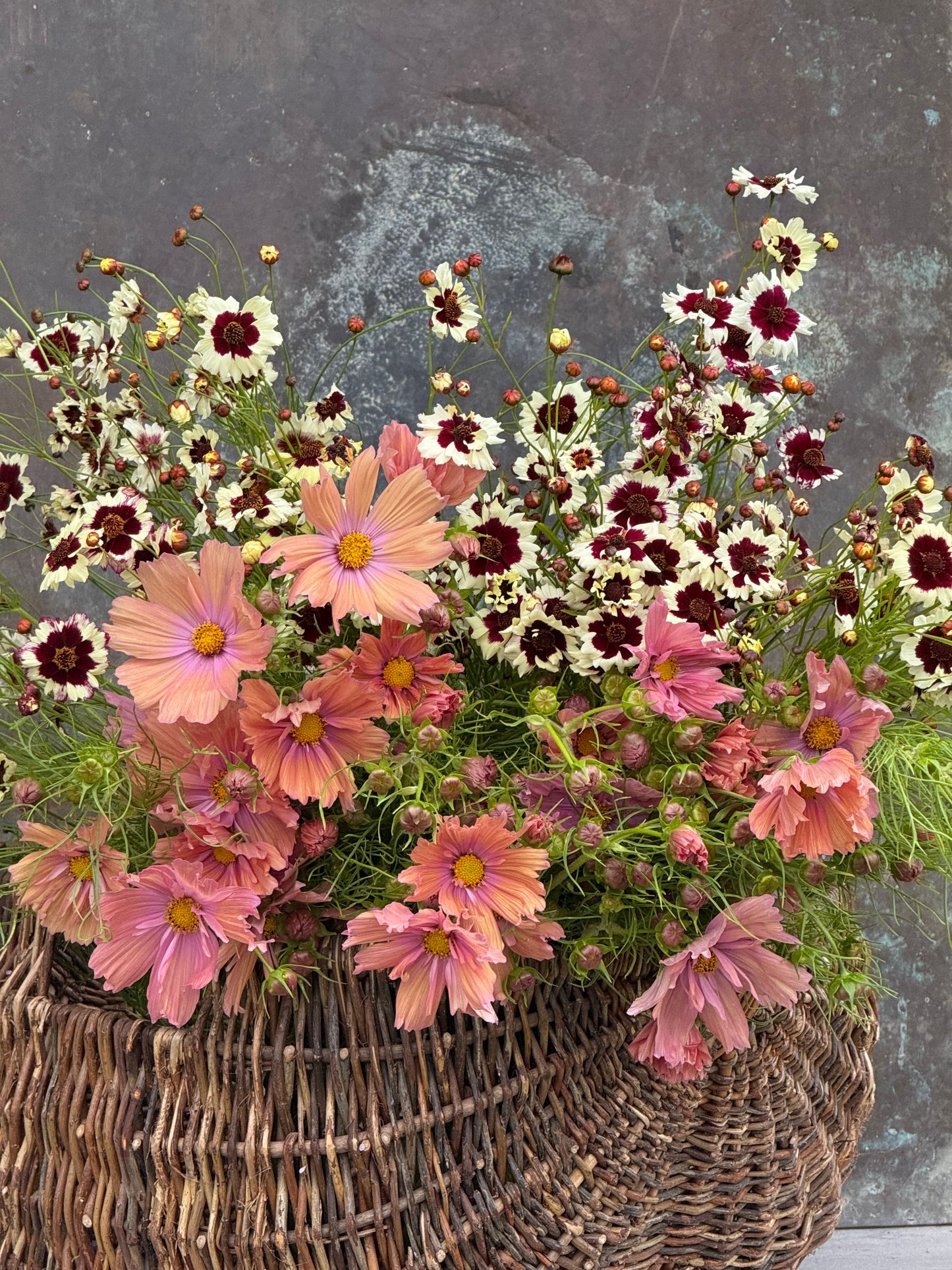 Cosmos bipinnatus Apricotta | Cut Flower Variety therapyofflowers.com