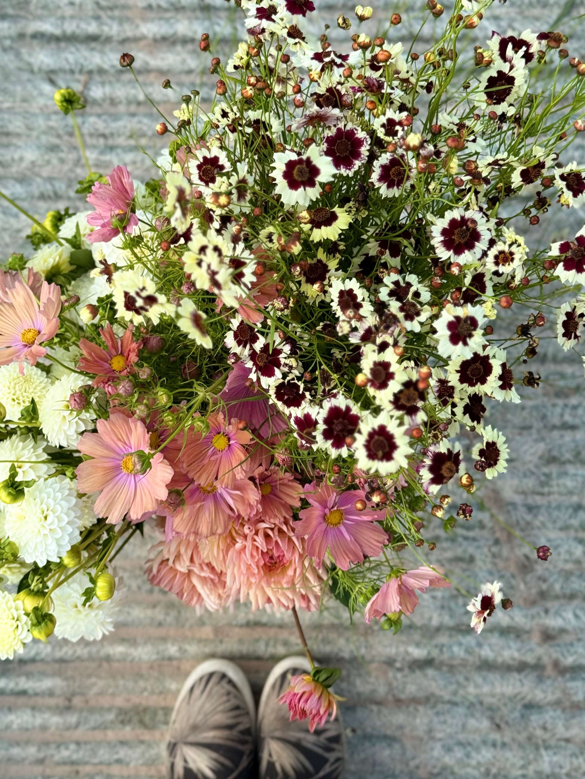 Coreopsis x hybrida Incredible! Swirl | Tickseed therapyofflowers.com