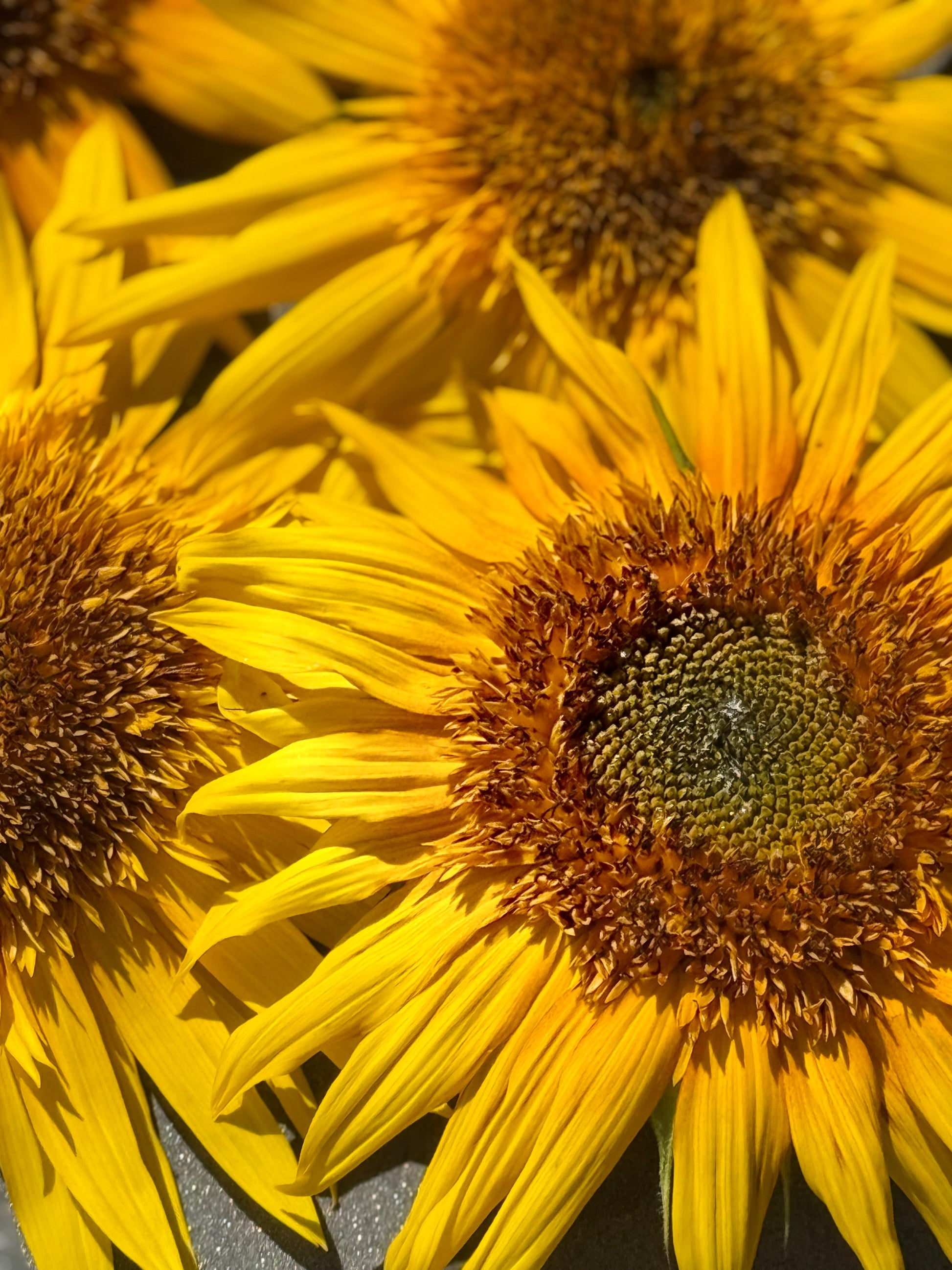 Sunflower Astra Yellow Brown F1 | Helianthus annuus | Multiple blooms on a single stem therapyofflowers.com