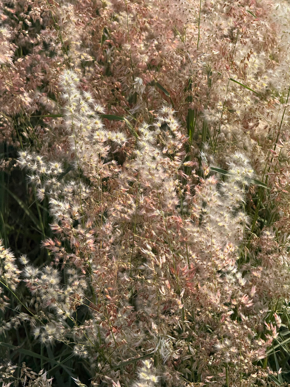 Мелинис мелкоцветковый Silver Queen | Melinis minutiflora