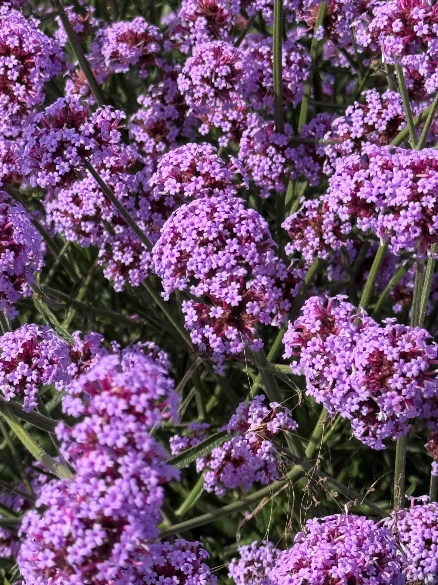 Verbena bonariensis Flair | Purple Vervain | Very Compact therapyofflowers.com